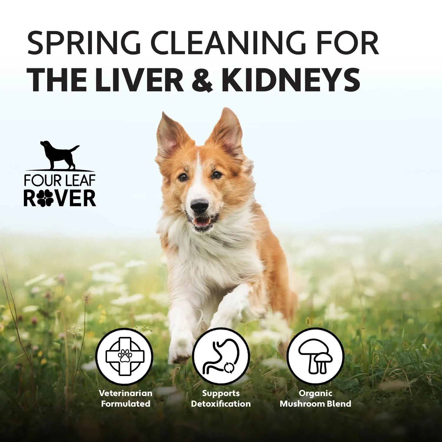 LIVER/KIDNEY CLEAN
