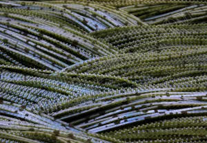Textured Watermelon Blue Magic