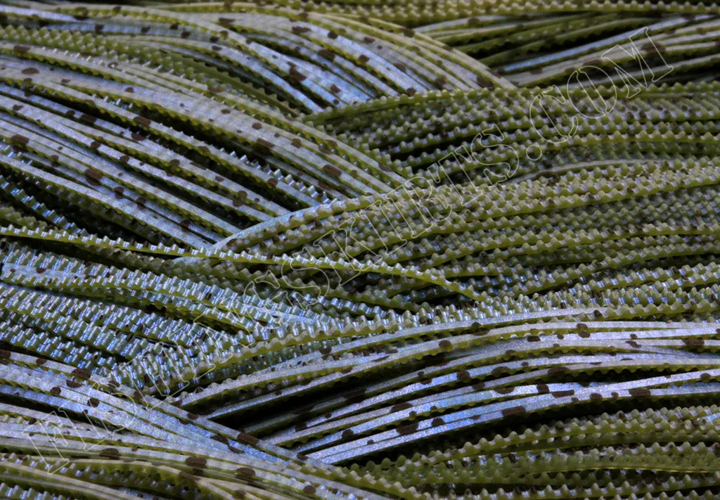Textured Watermelon Blue Magic